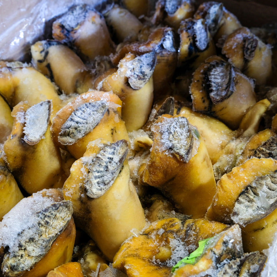 Yellow Conch Meat -S/ 螺頭肉 ( 豪順B級 -墨西哥 )